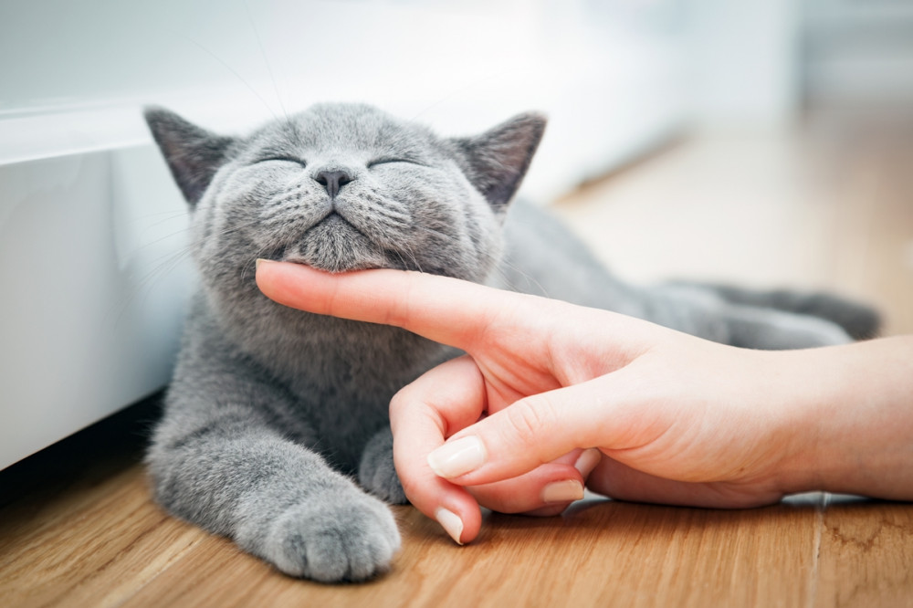 brit kék macskát simogat az állán egy kéz